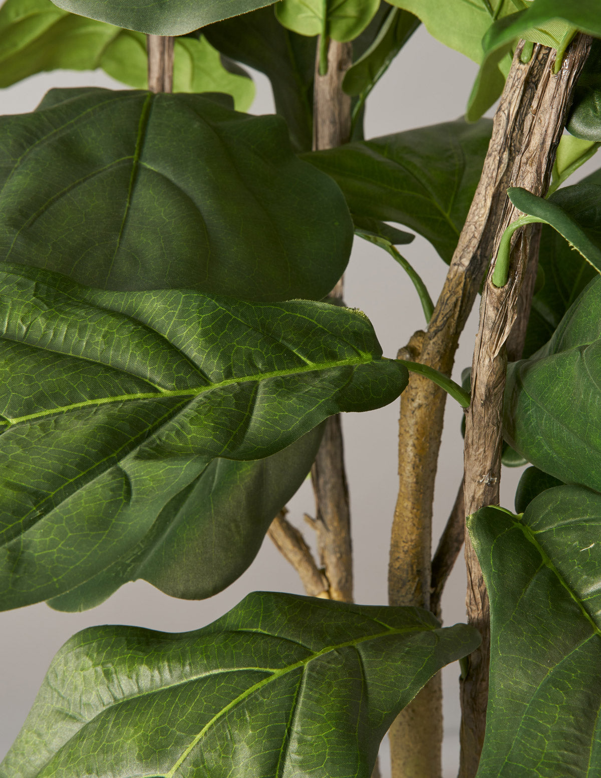 Fiddle Leaf Fig Bush Houseplant