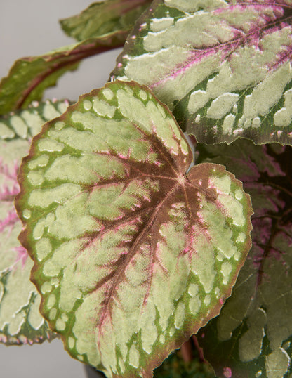 Faux Rex Begonia