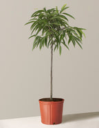 bundle | Large | Grow Pot