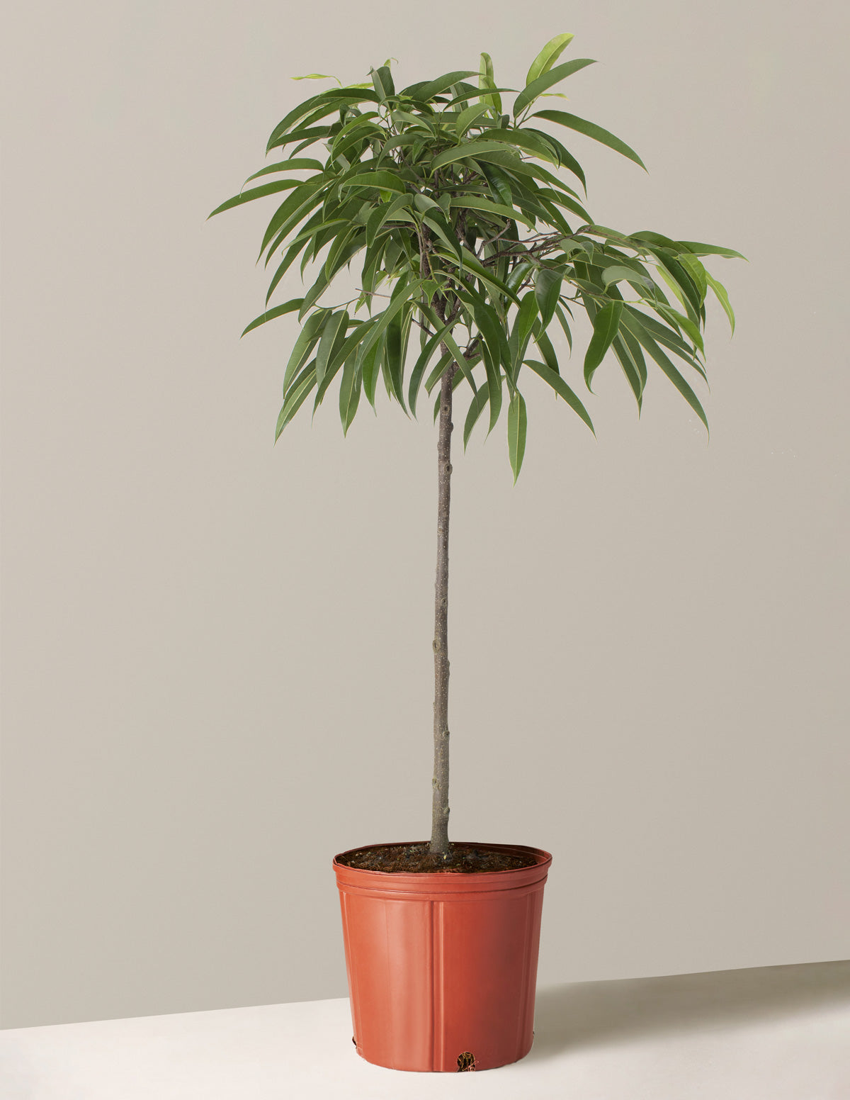 bundle | Large | Grow Pot