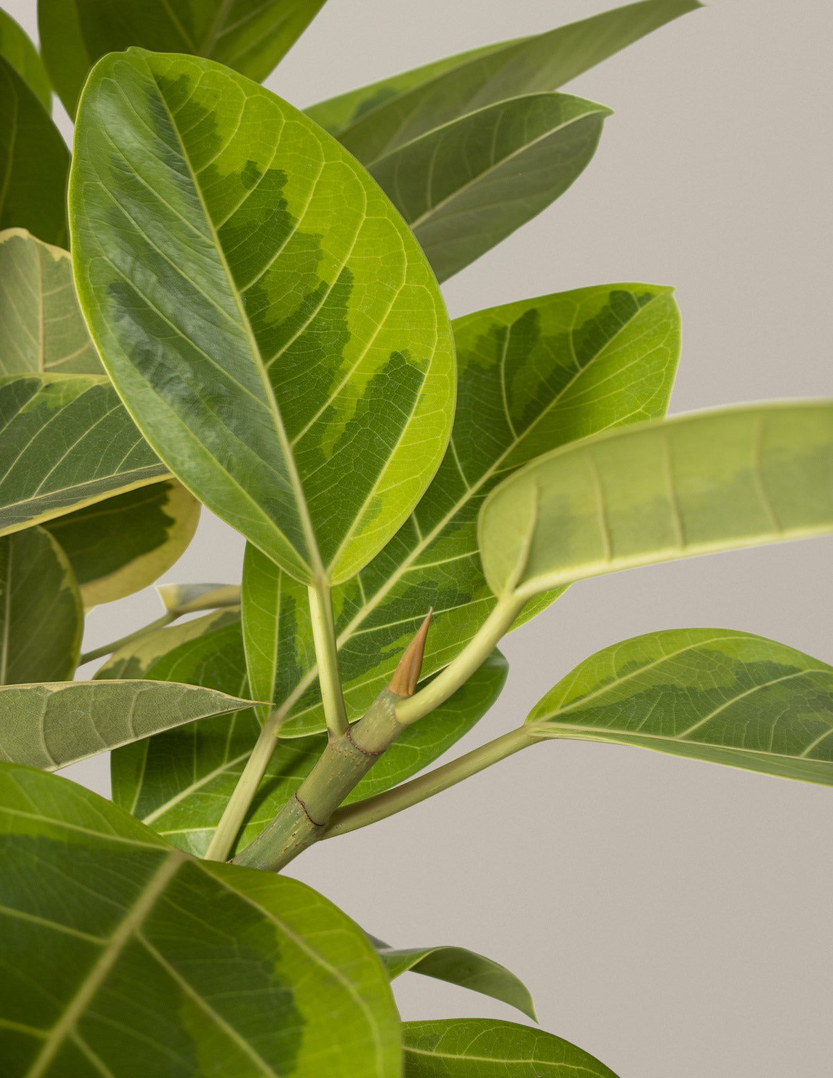 big foliage indoor plants The Big and Bright Duo Houseplants - Large (tall) Grow Pots
