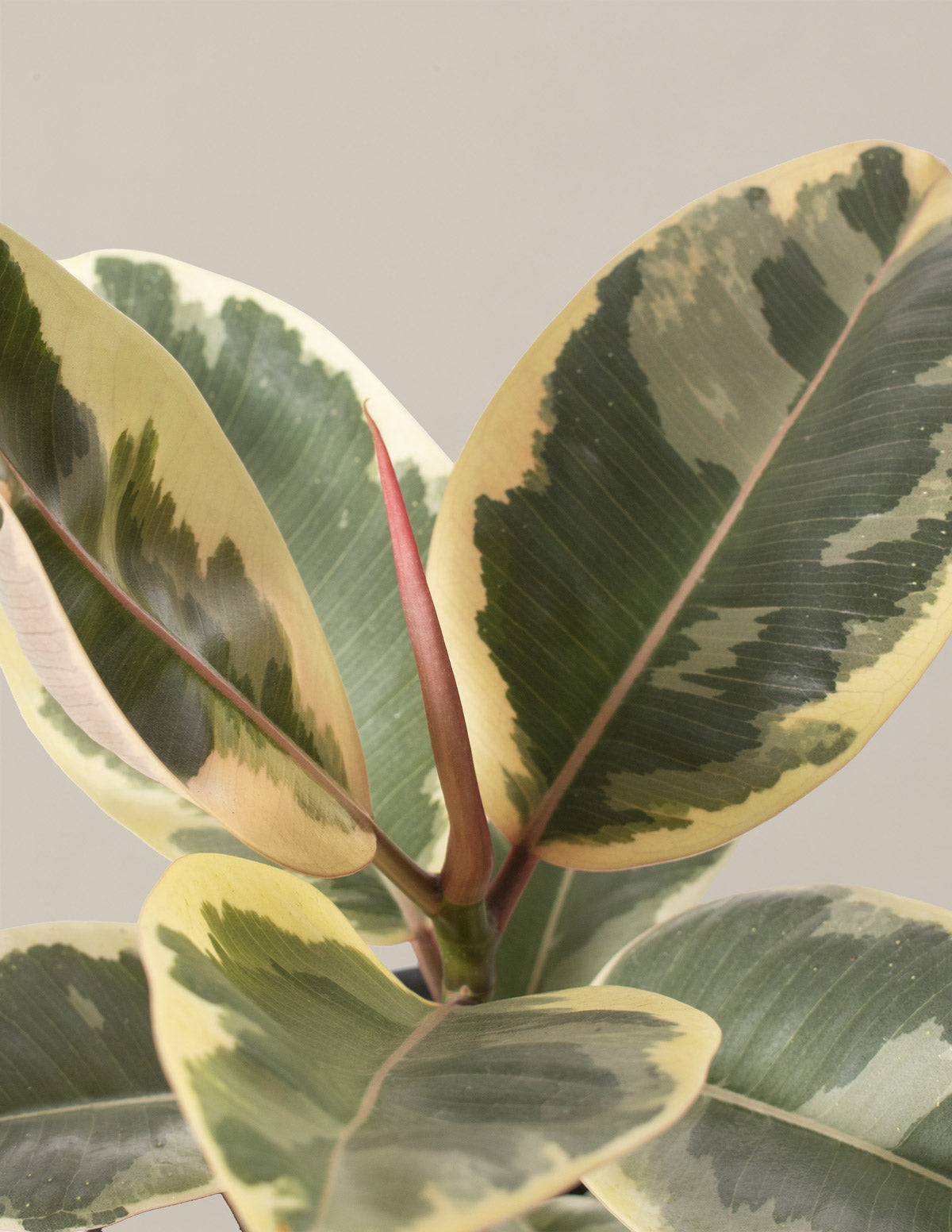Ficus Tineke Bush