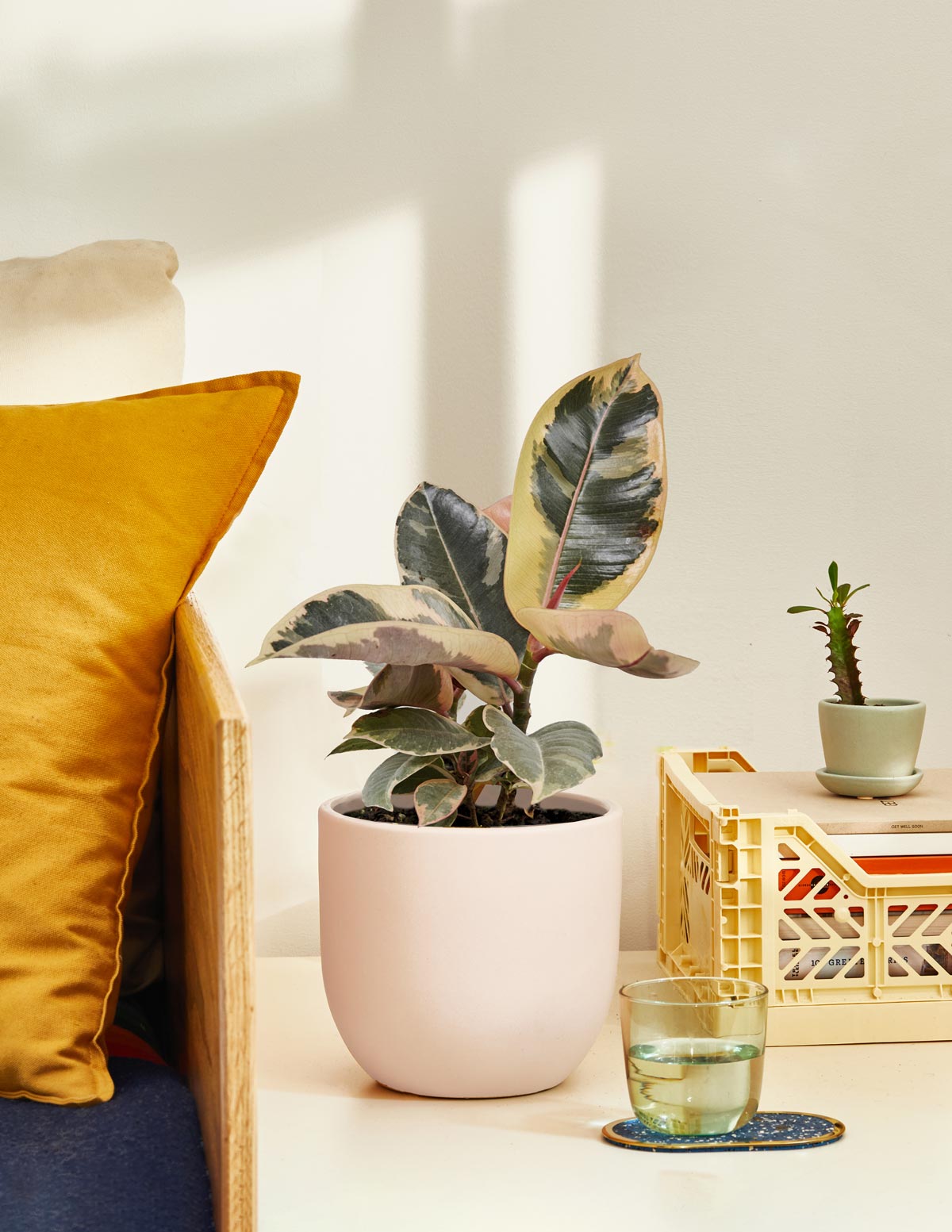 the sill faux rubber tree Ficus Tineke Bush Houseplant with Planter - Large (2-3' tall) Midnight Planter