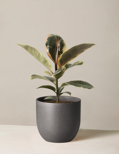 the sill rubber tree Ficus Tineke Bush Houseplant with Planter - Medium (6-12" tall) Sage Planter