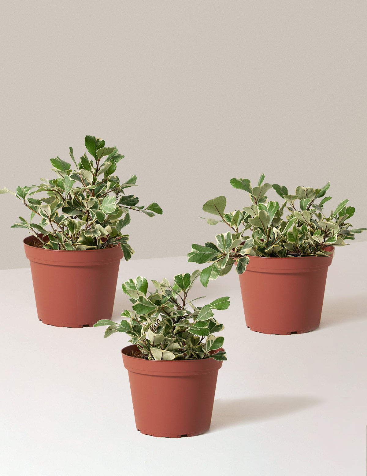 house plant with 3 leaves Ficus Triangularis Variegata | Unique and Rare Houseplants for Delivery