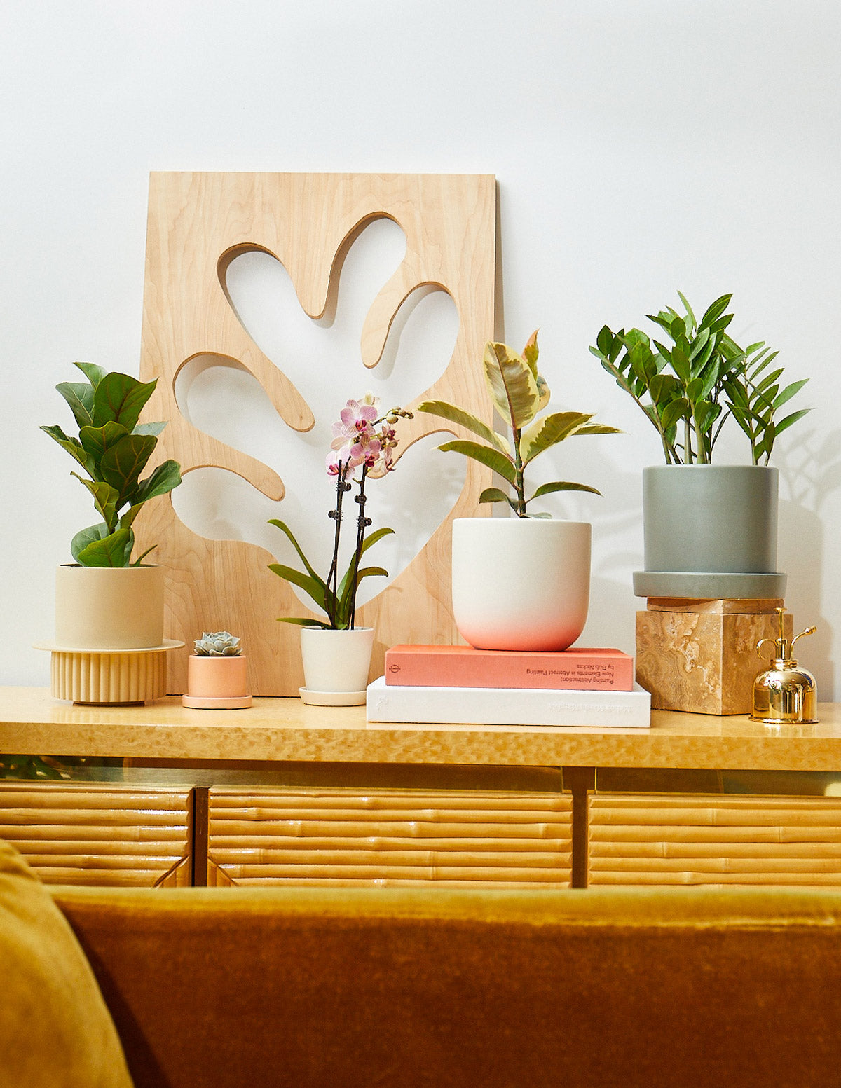 Ficus Tineke