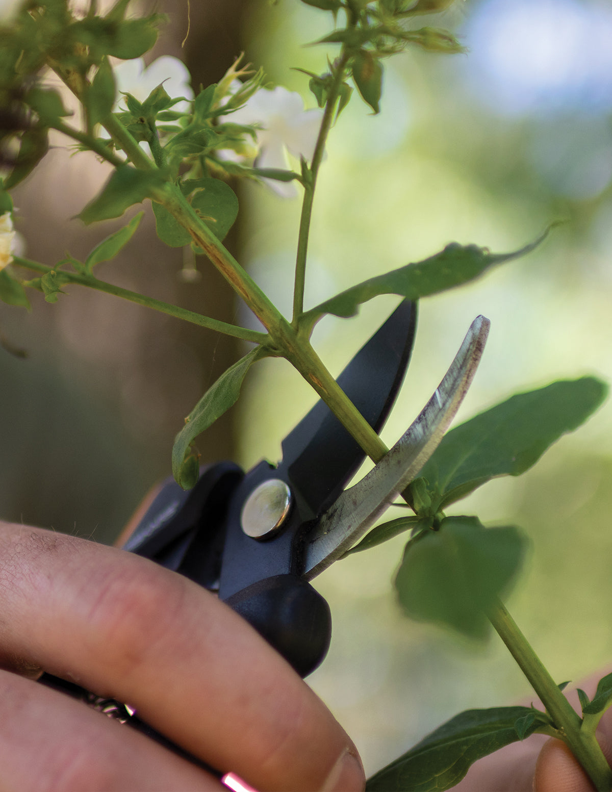 indoor plant pruning shears Floral Pruner