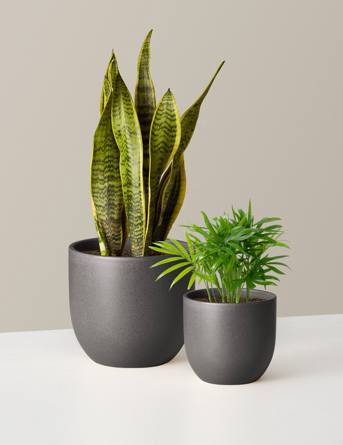 Hardy Houseplants Duo, Small/Medium in Black | Grant - The Sill