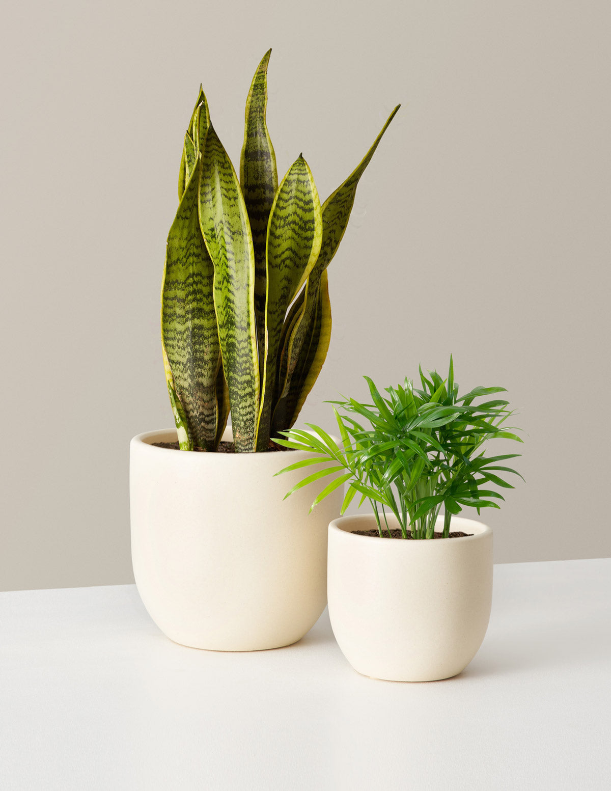 Hardy Houseplants Duo, Small/Medium in Black | Grant