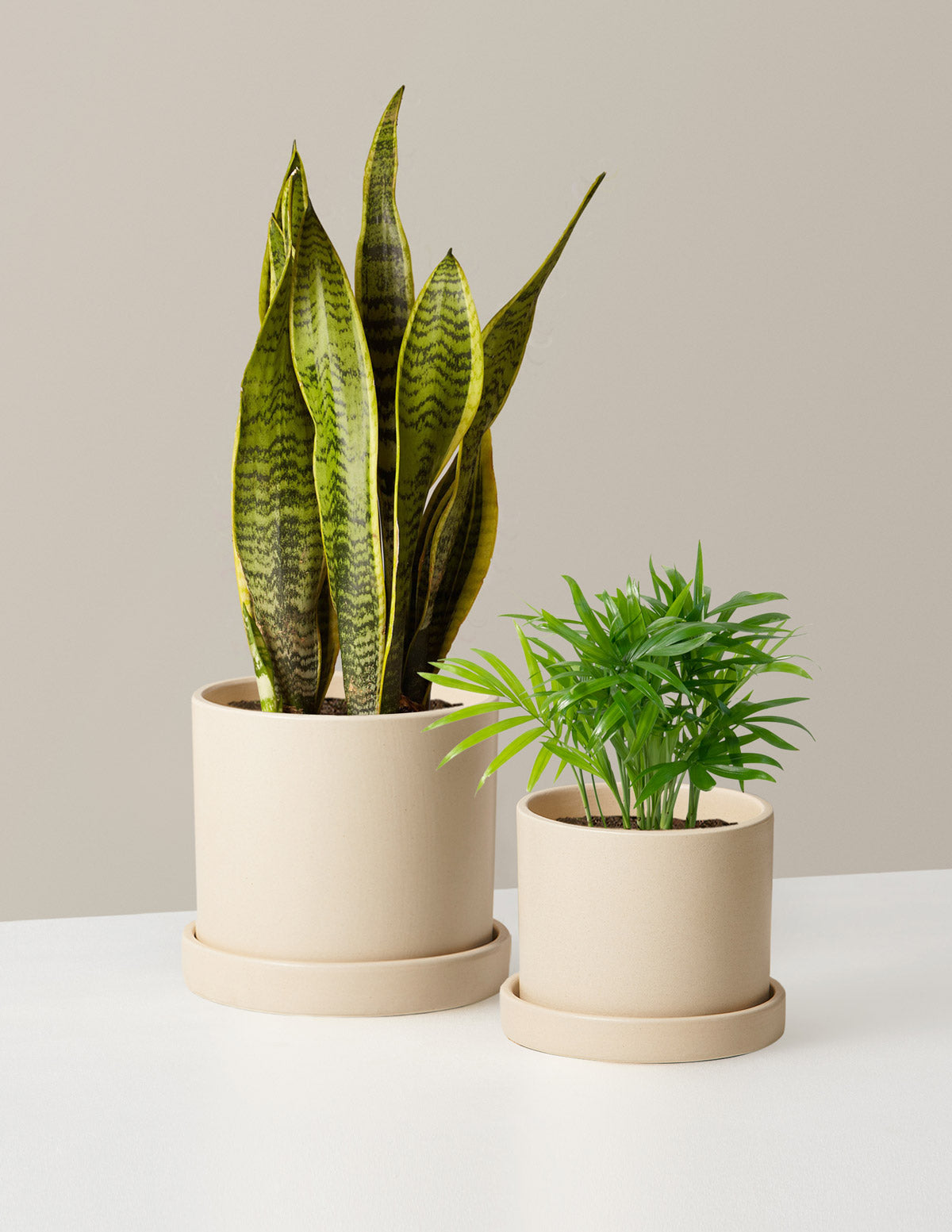 indoor small plant Hardy Houseplants Duo, Small/Medium in Black | Grant