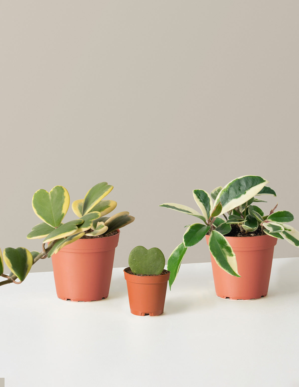 The Hoya Bundle