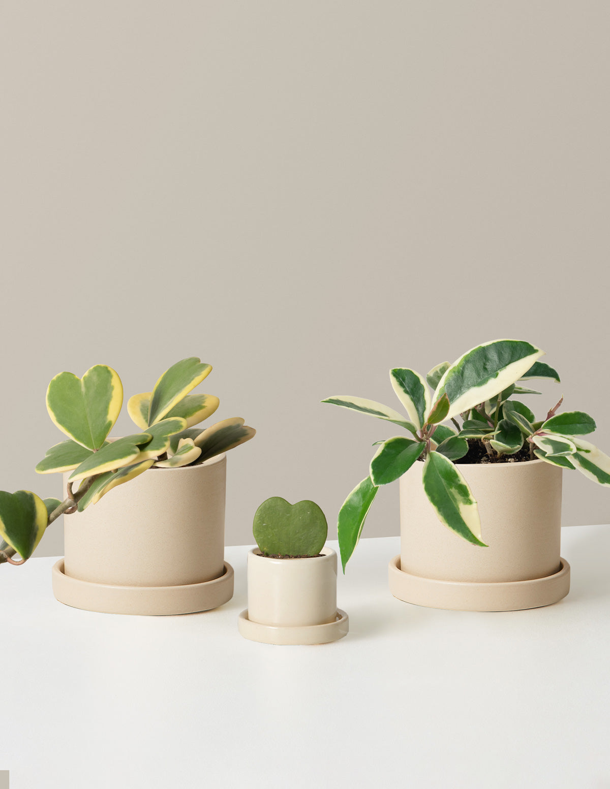 The Hoya Bundle