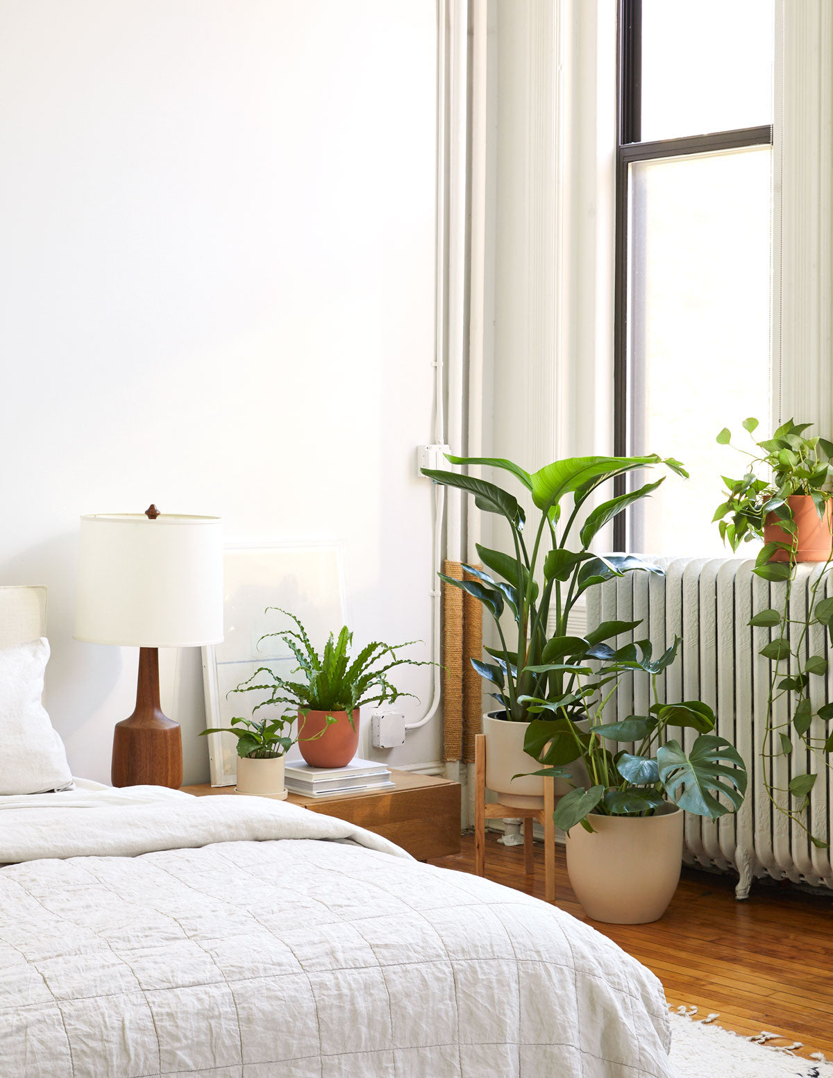paradise plant house Bird of Paradise Houseplant with Planter - Medium (12" to 20" tall) Blush Planter