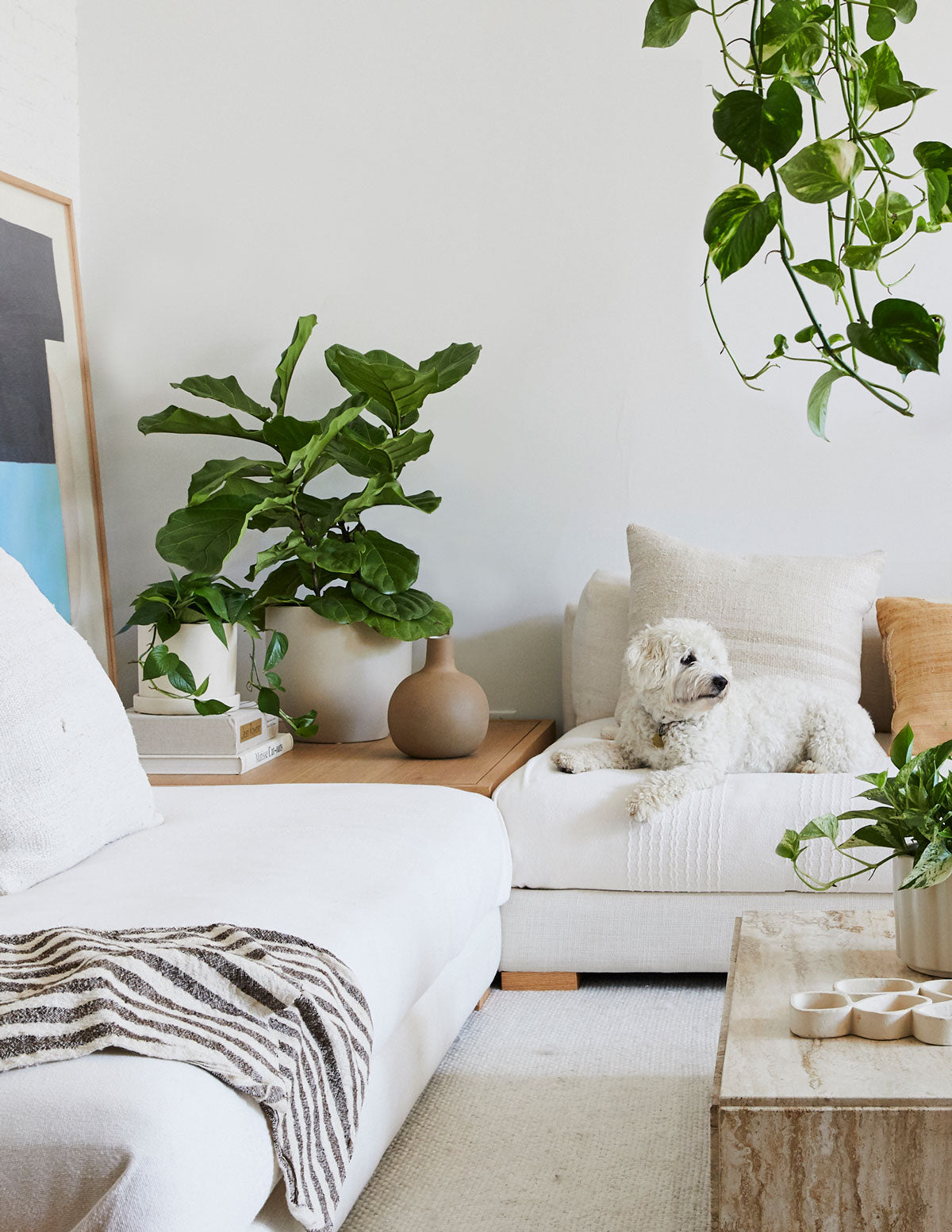 large planter for fiddle leaf fig The Sill Fiddle Leaf Fig Houseplants, Medium in Cream