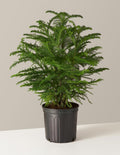 bundle | Large | Grow Pot