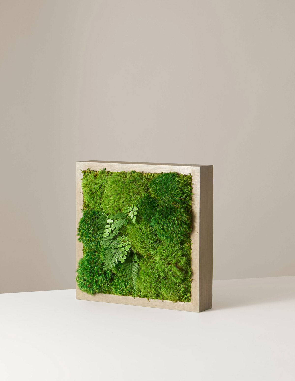indoor plant wall frame Small Preserved Living Wall | Moss Wall Art | Free Delivery