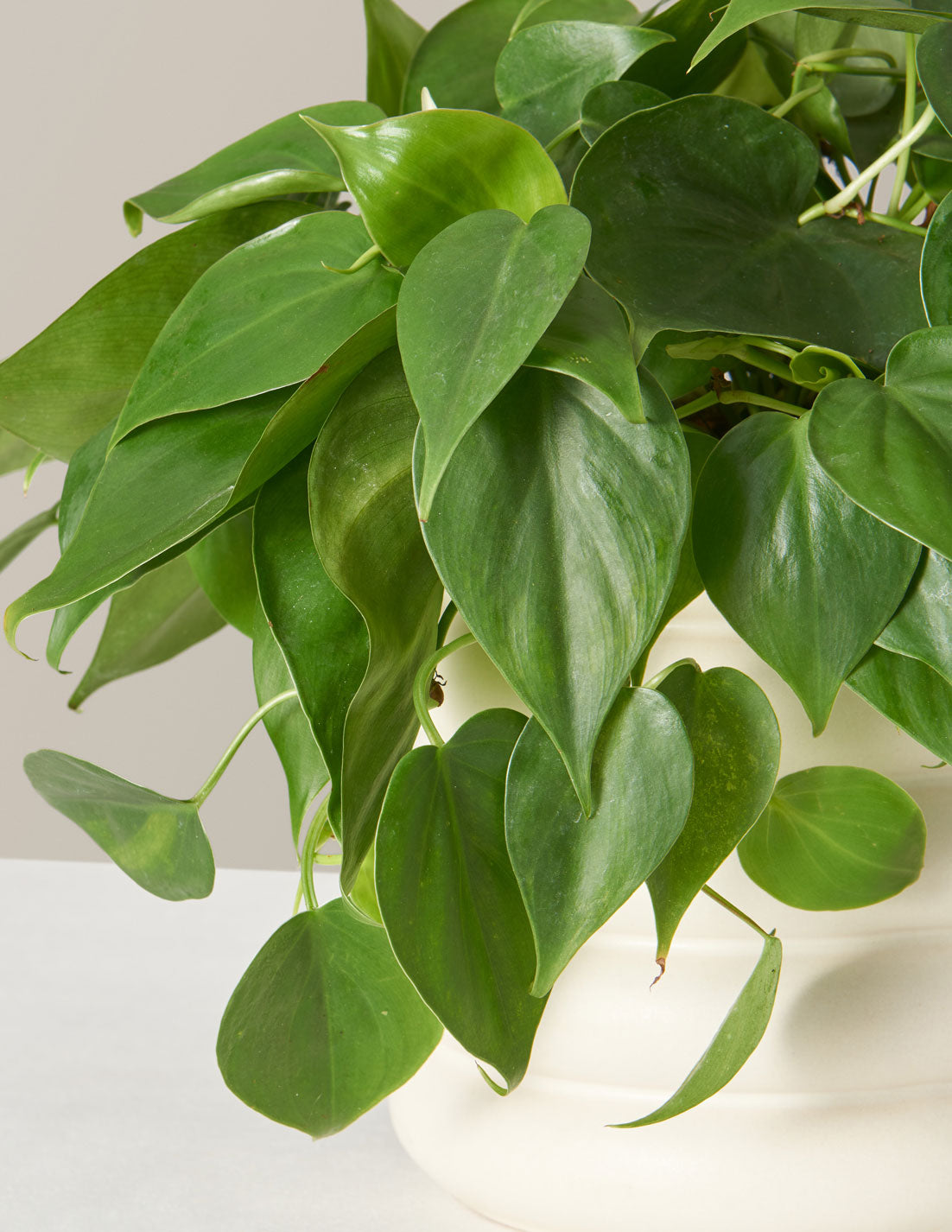 the sill philodendron green Living Room Duo Houseplants with Planter - Medium (tall) Blush Planters