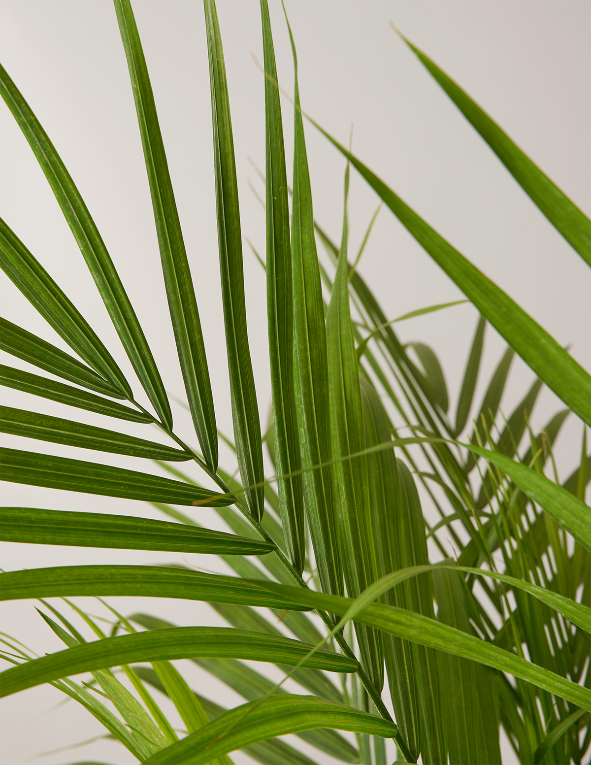 areca palm or majesty palm Large Majesty Palm Houseplant with Planter - Large (3-4' tall) Black Planter