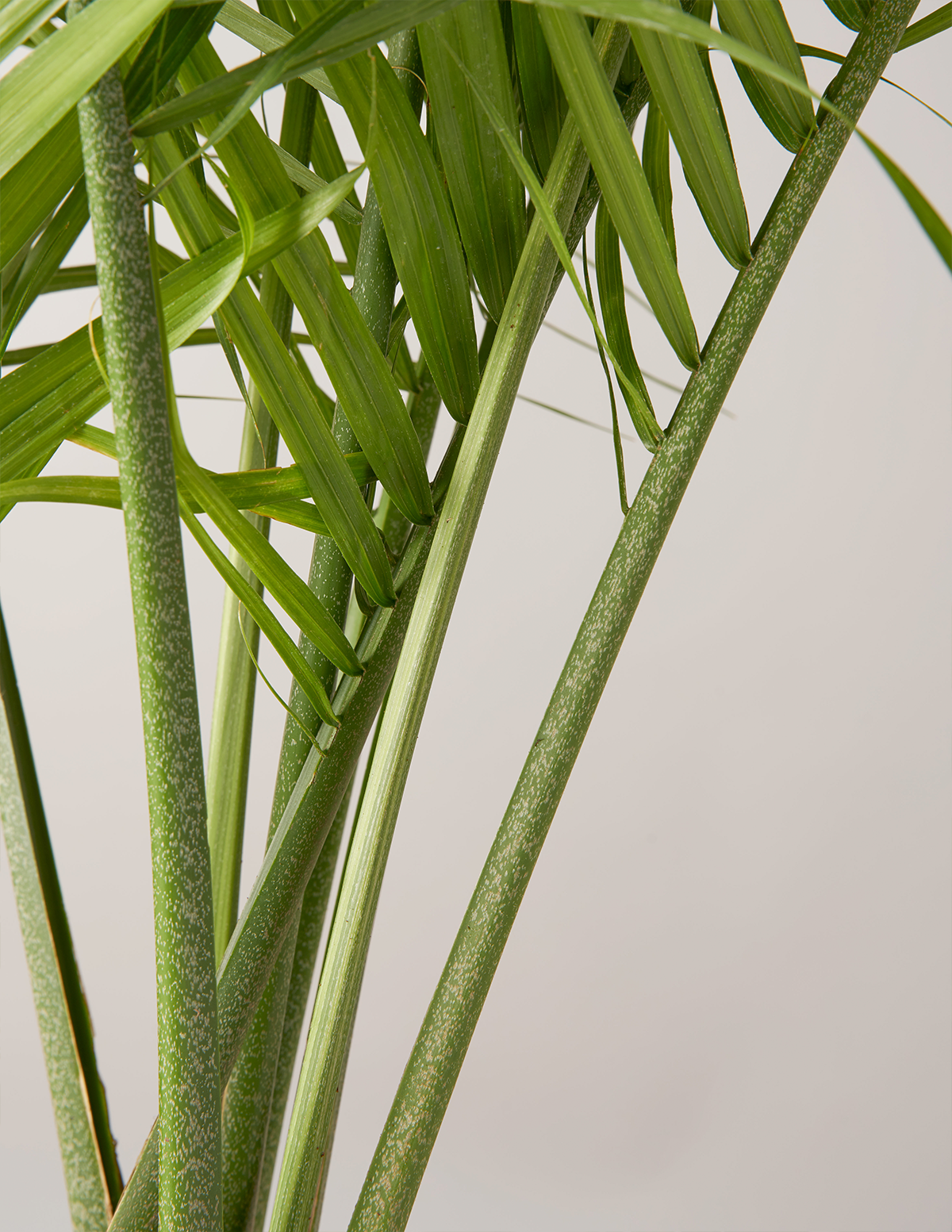 palm leaf house plant Large Majesty Palm Houseplant with Planter - Large (3-4' tall) Black Planter