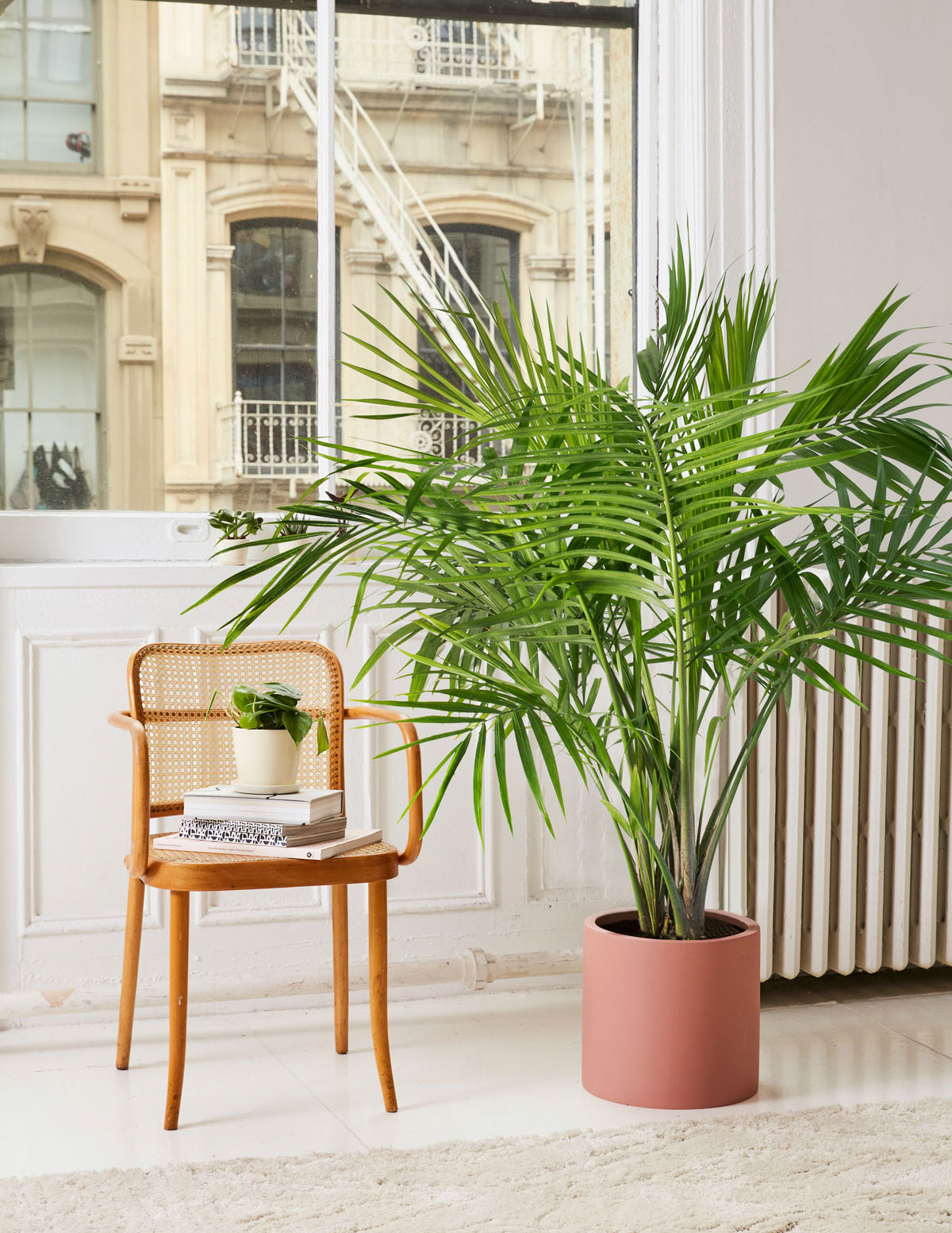 fancy majesty palm planter Large Majesty Palm Houseplant with Planter - Large (3-4' tall) Black Planter