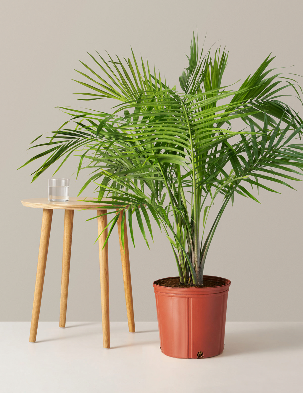 bundle | Large | Grow Pot