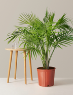 bundle | Large | Grow Pot