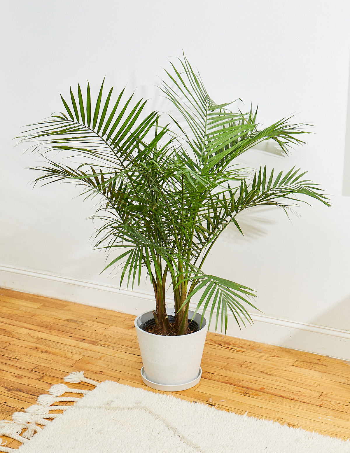 pet friendly palm plants New Digs Pet Friendly Plant Trio with Planter - Medium/Large Black Planters