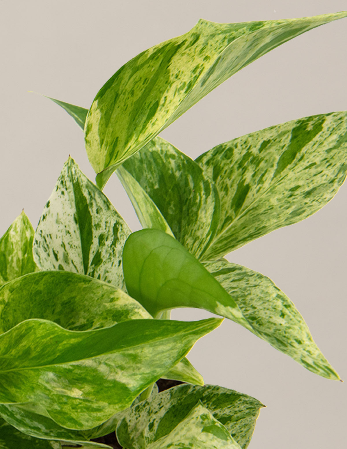 pothos marble queen buy Pothos Marble Queen Houseplant with Planter - Medium (5"-10" tall) Mustard Planter
