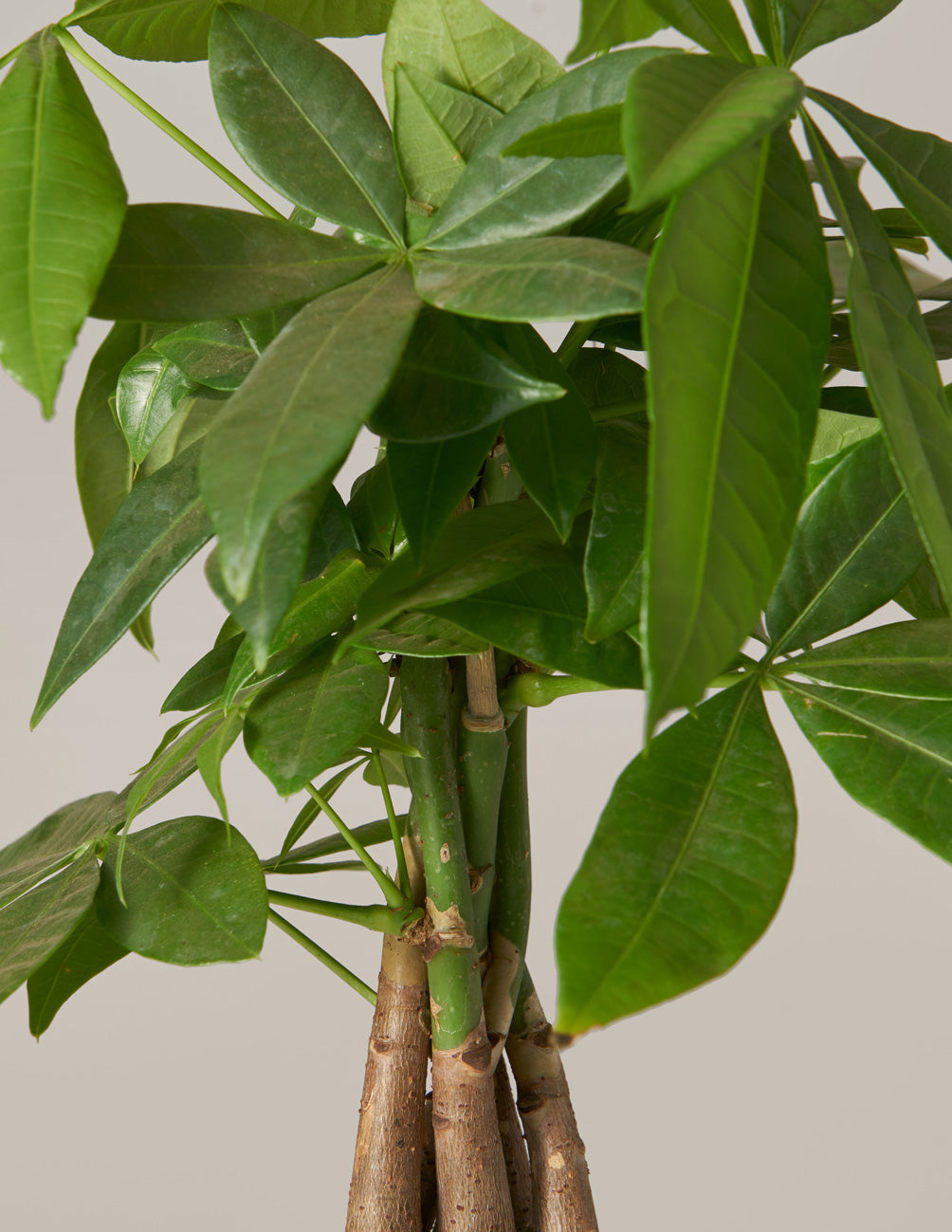 money plant online purchase Money Tree Plant with Planter - Small (12"-16" tall) Cream Planter