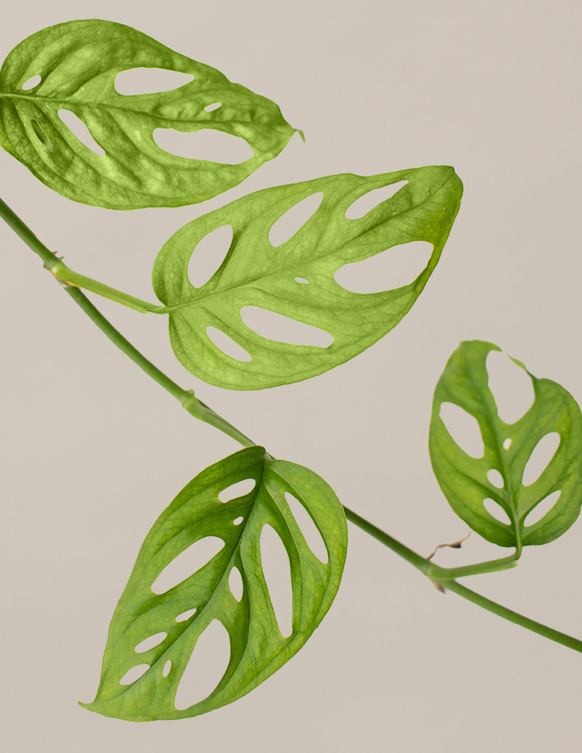 philodendron riparium Philodendron hederaceum 'Rio' - 4
