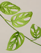 Monstera Adansonii