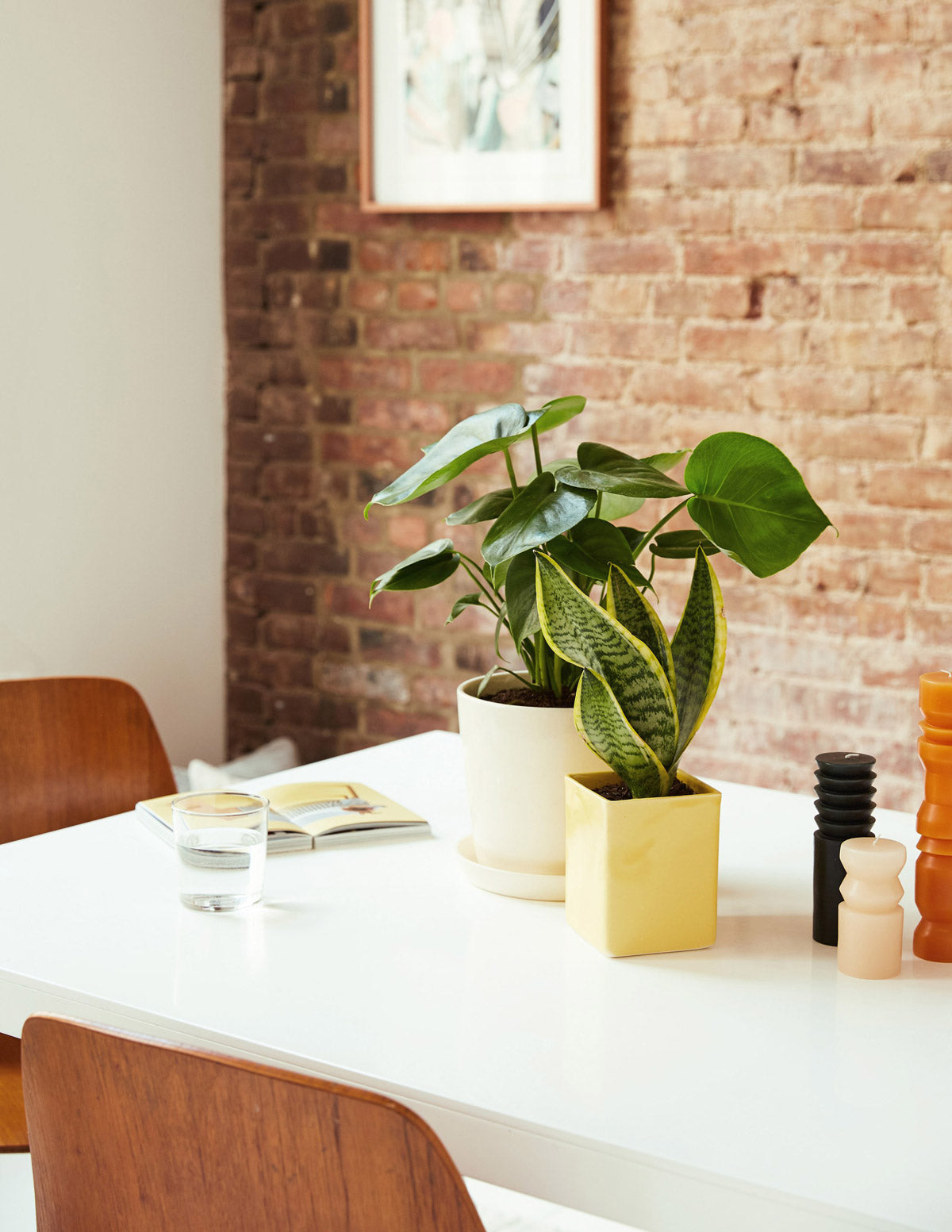 sill monstera plant Monstera Deliciosa | Tropical Indoor Plants & Houseplants
