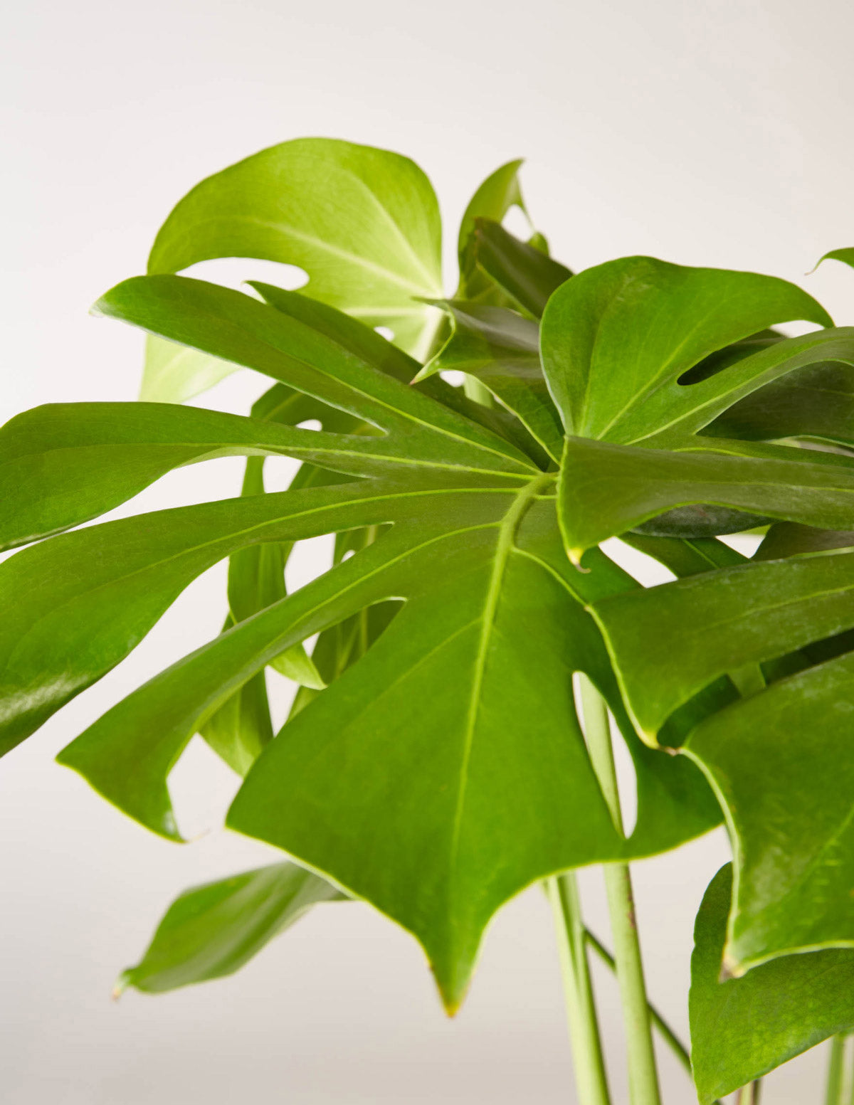 buy monstera online Monstera Deliciosa Houseplants, Medium in Bubblegum