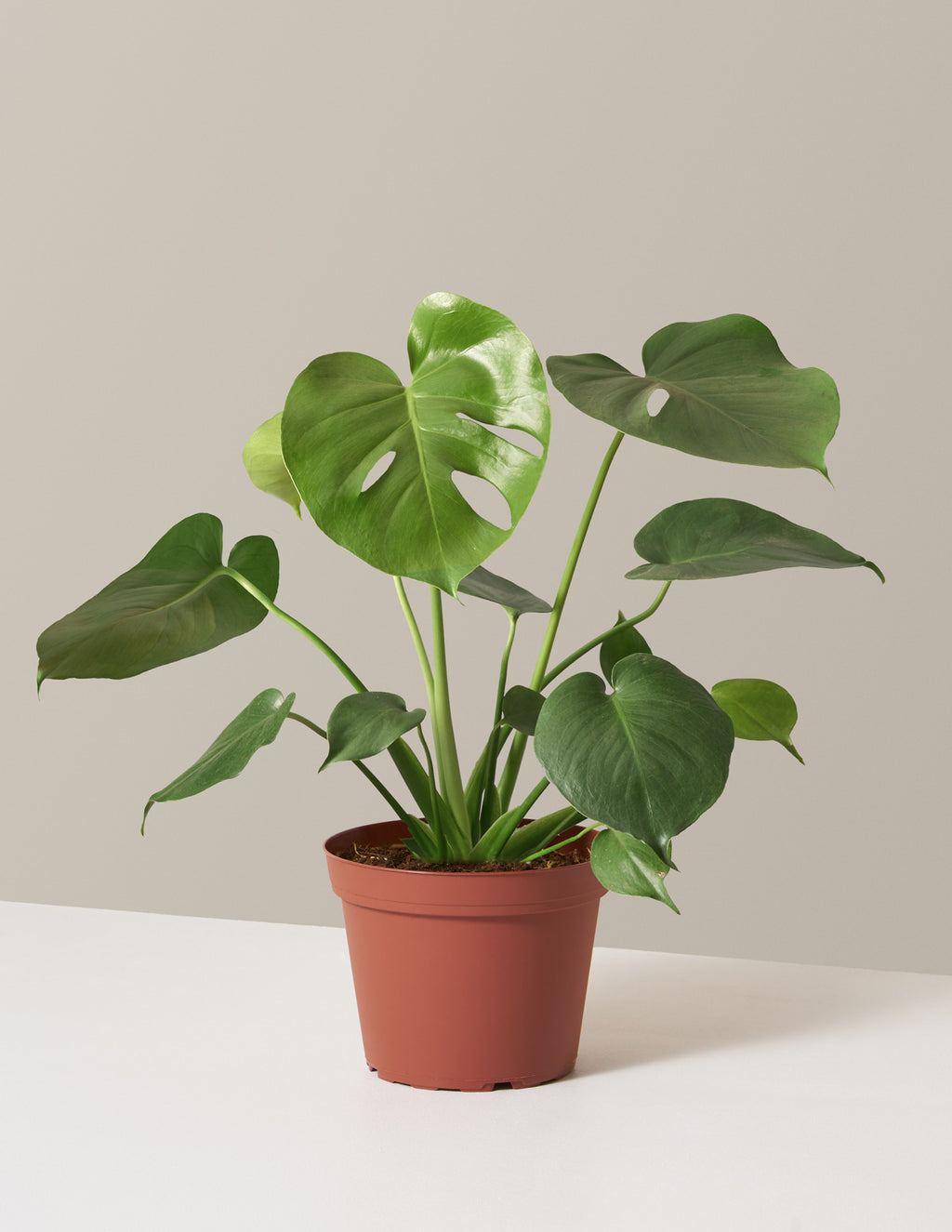 bundle | Medium | Grow Pot