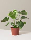 bundle | Medium | Grow Pot