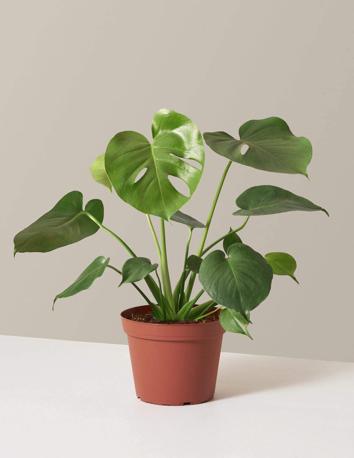 bundle | Medium | Grow Pot