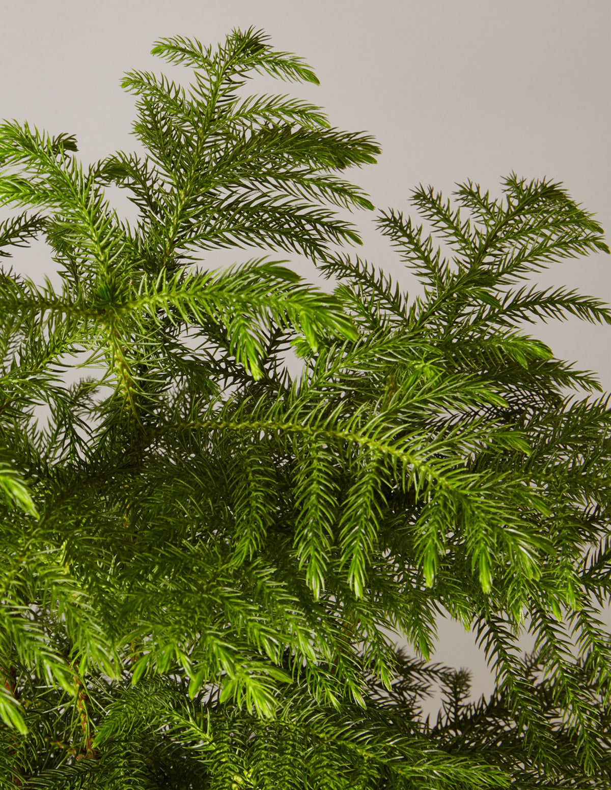 Norfolk Island Pine Tree | Houseplants and Gifts for Delivery | The Sill