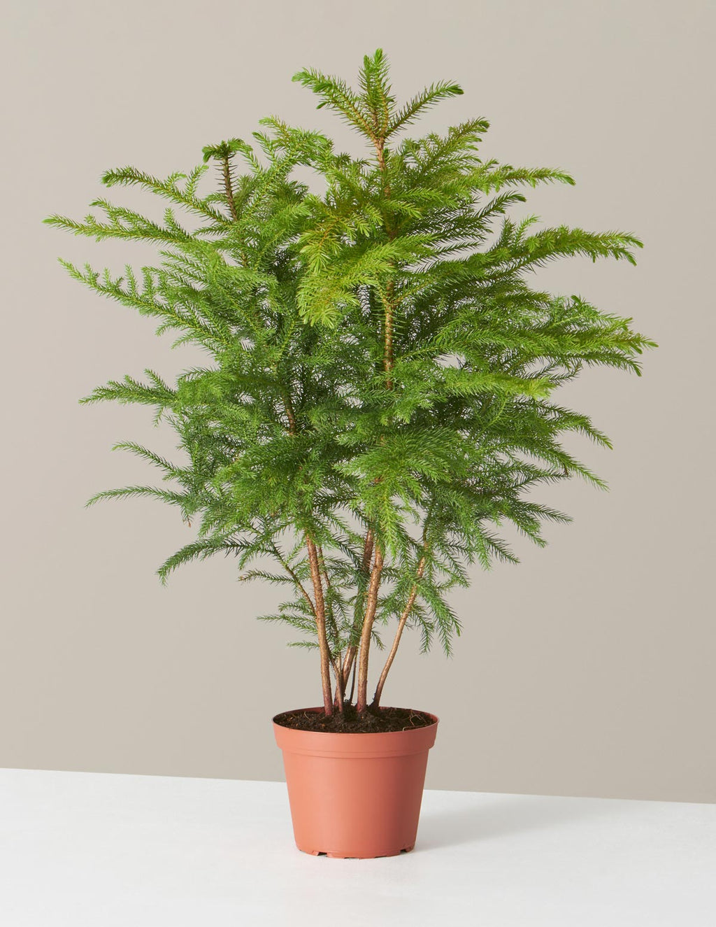bundle | Medium | Grow Pot