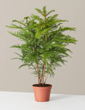 bundle | Medium | Grow Pot