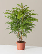 bundle | Medium | Grow Pot