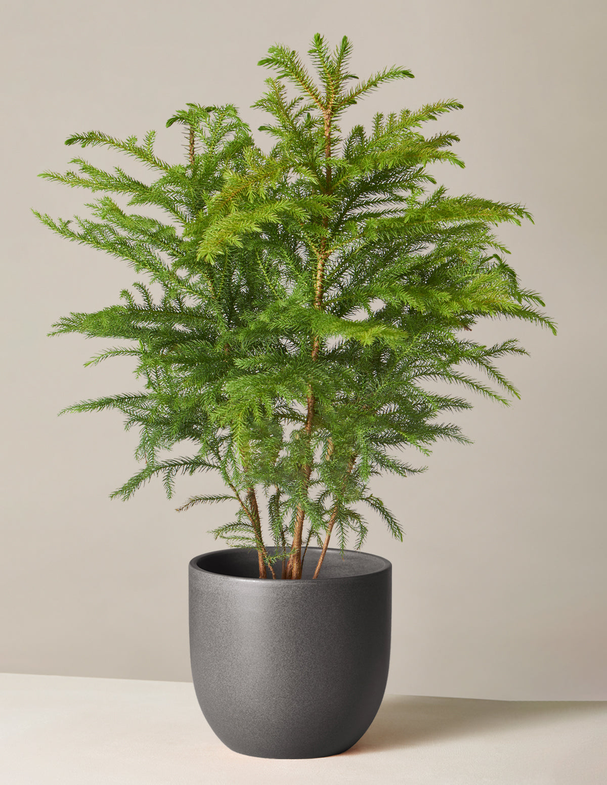 Norfolk Pine in black planter adds greenery and style to your home.