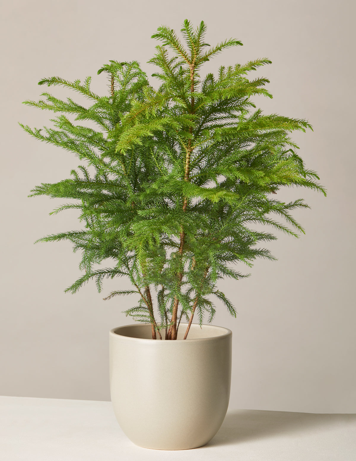 Norfolk Island Pine Tree | Houseplants and Gifts for Delivery | The Sill