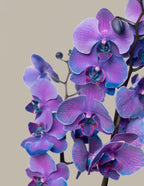 Dark Purple Watercolor Orchid