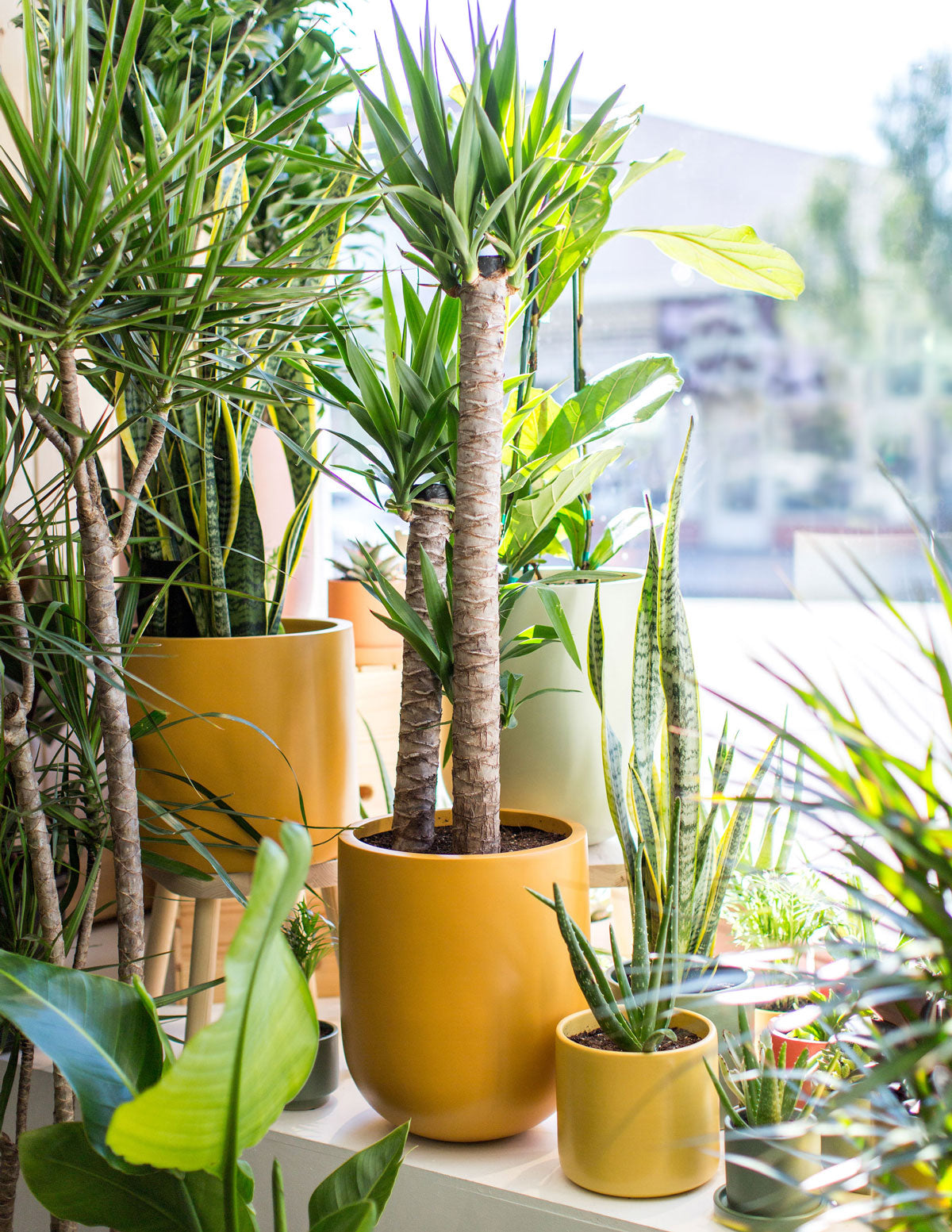 indoor long planter Large Pallas Planter