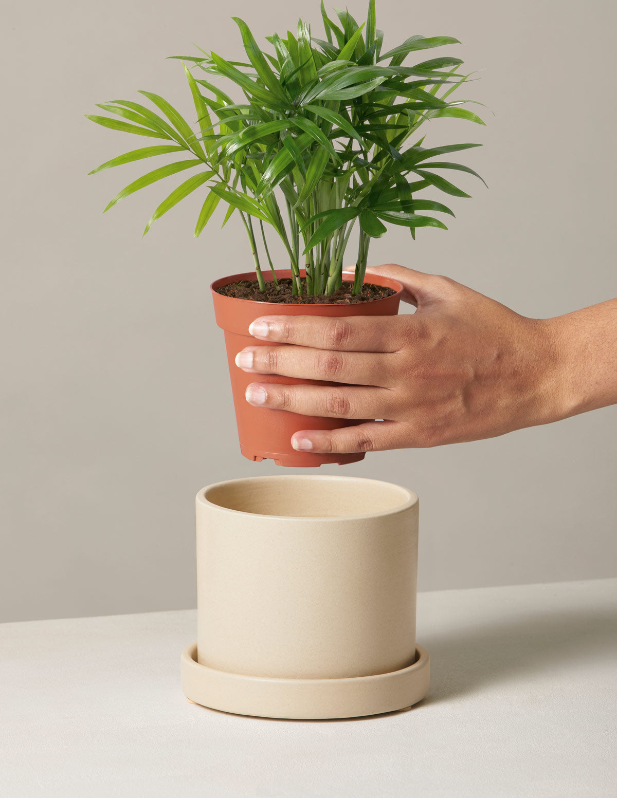 the sill parlor palm Parlor Palm | Tropical Indoor Plants & Houseplants Delivery