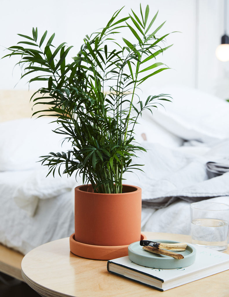 How to care for a Parlor Palm