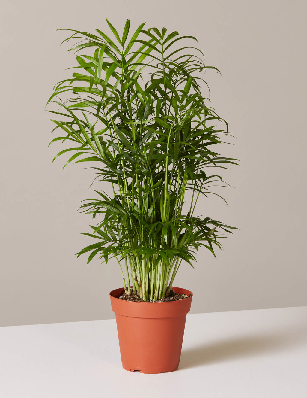 bundle | Small | Grow Pot
