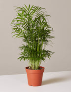 bundle | Small | Grow Pot