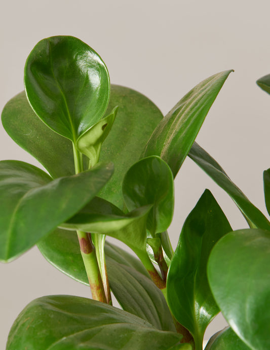 Baby Rubber Plant
