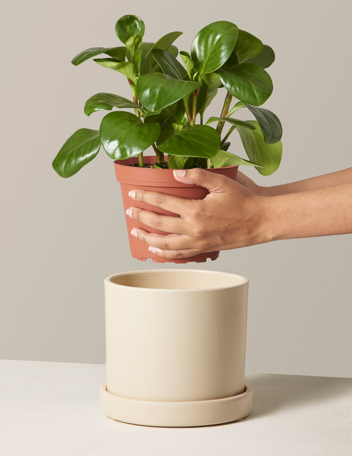 is peperomia obtusifolia a succulent Peperomia Obtusifolia | Low Light Plants & Houseplants Delivery